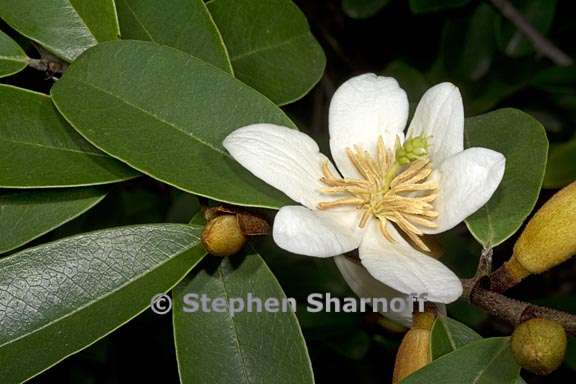magnolia laevifolia 2 graphic